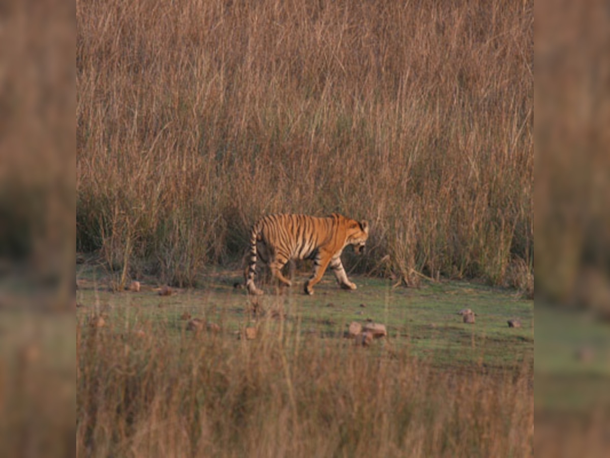 WWF, BNHS selected by Narendra Modi government for National Board for Wildlife after Supreme Court criticism