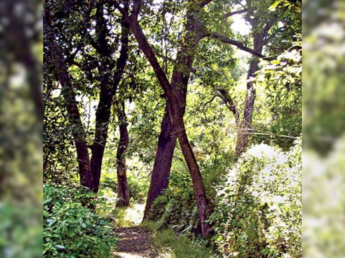 Tripura government clears proposal denotifying 12.4 km forest land to build railways