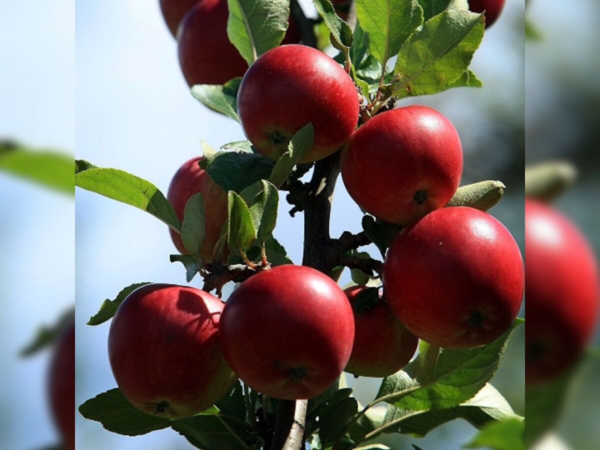 Rs1,000 crore loss to apple crop in Kashmir due to floods:Assocham