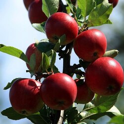 Rs1,000 crore loss to apple crop in Kashmir due to floods:Assocham
