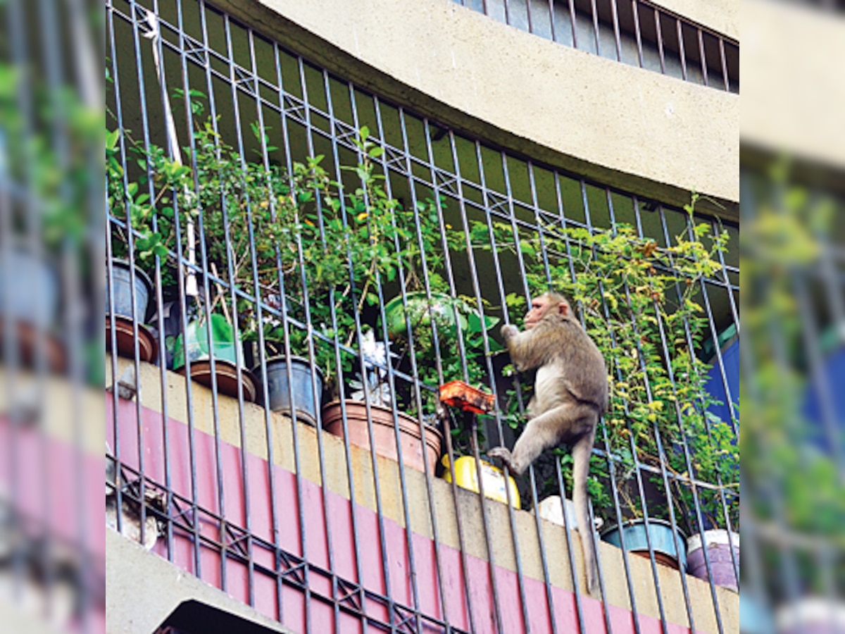 Chembur sees breaking & entering by monkeys