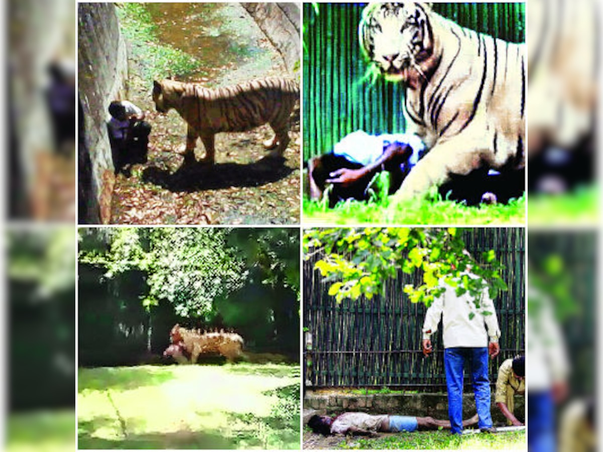 White tiger mauls youth to death at Delhi Zoo