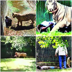 White tiger mauls youth to death at Delhi Zoo