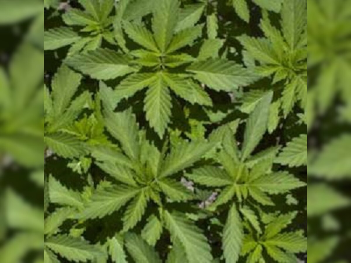 Ganja worth Rs 50 lakh seized, 3 arrested in Tamilnadu