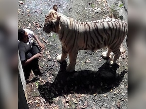  Officials review Delhi zoo facilities after tiger mauls youth