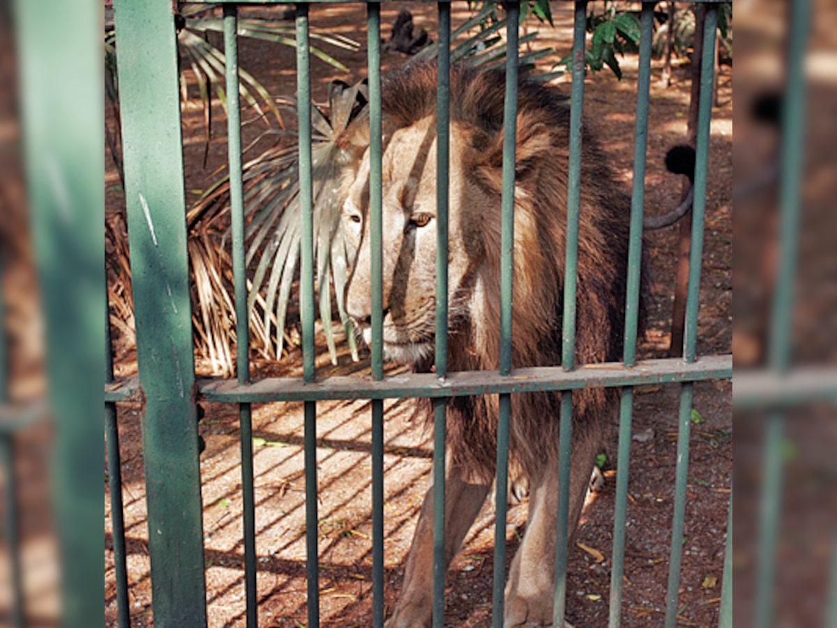 NGO stalls Byculla zoo's extension dreams