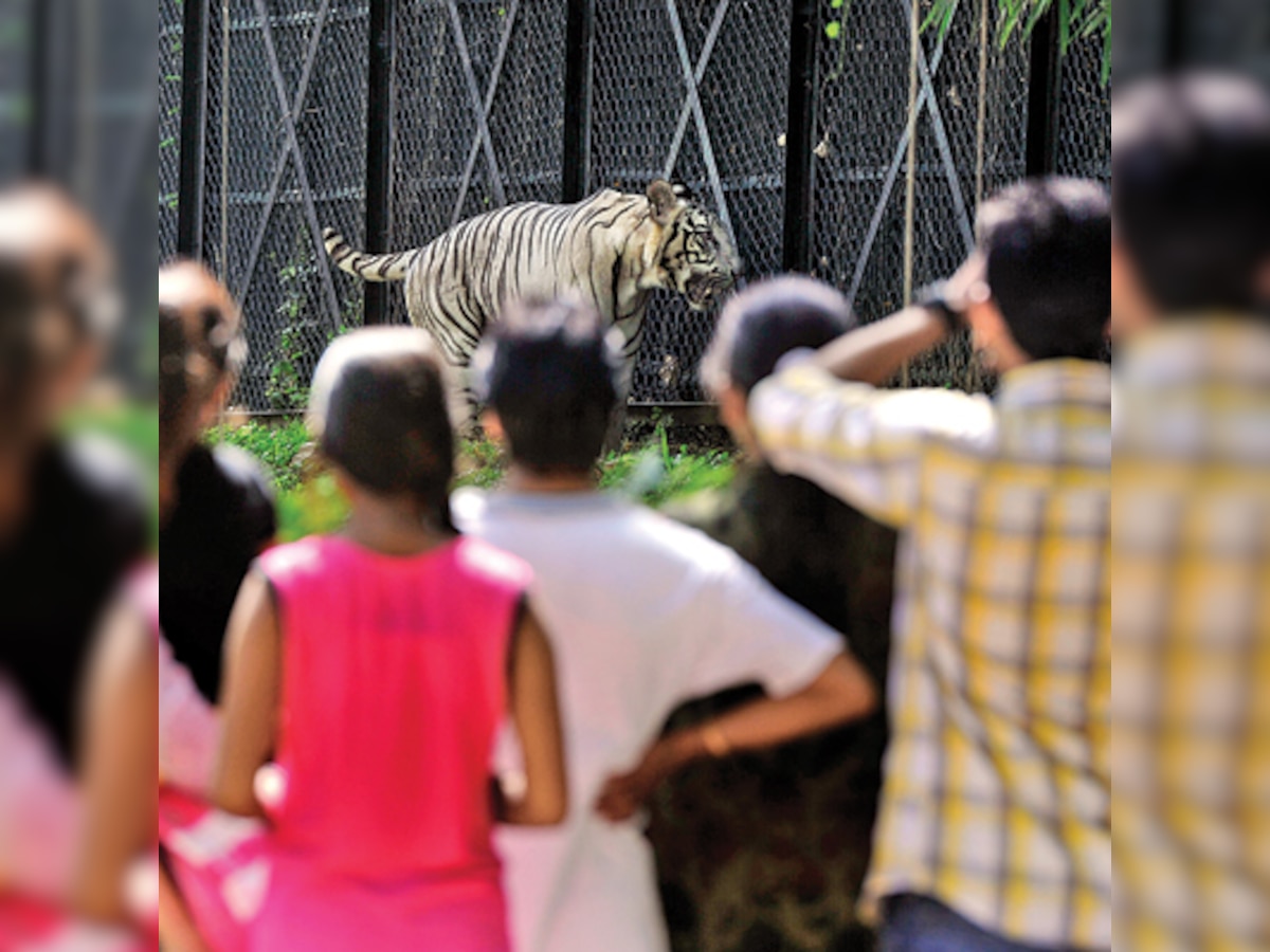 Did tiger kill the man, or zoo admin?