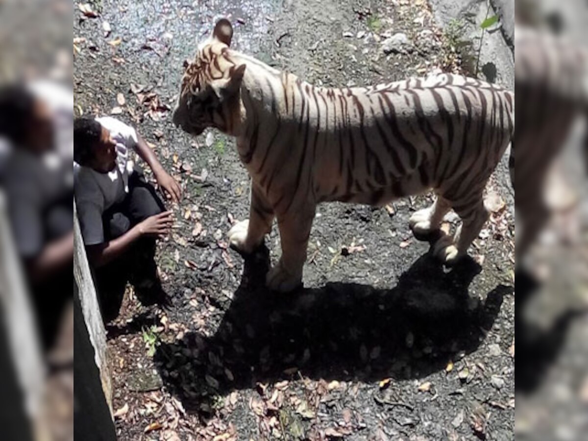 HC seeks reply from zoo authorities as PIL raises safety issue