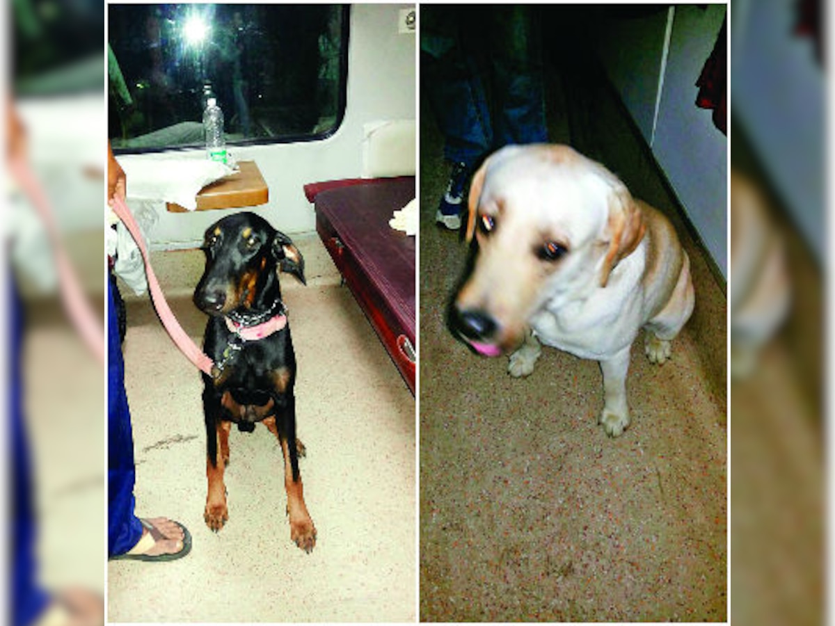 Train tipplers beware! Rex and Rocky are here