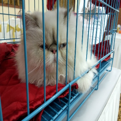 Whiskas for clearance persian cat