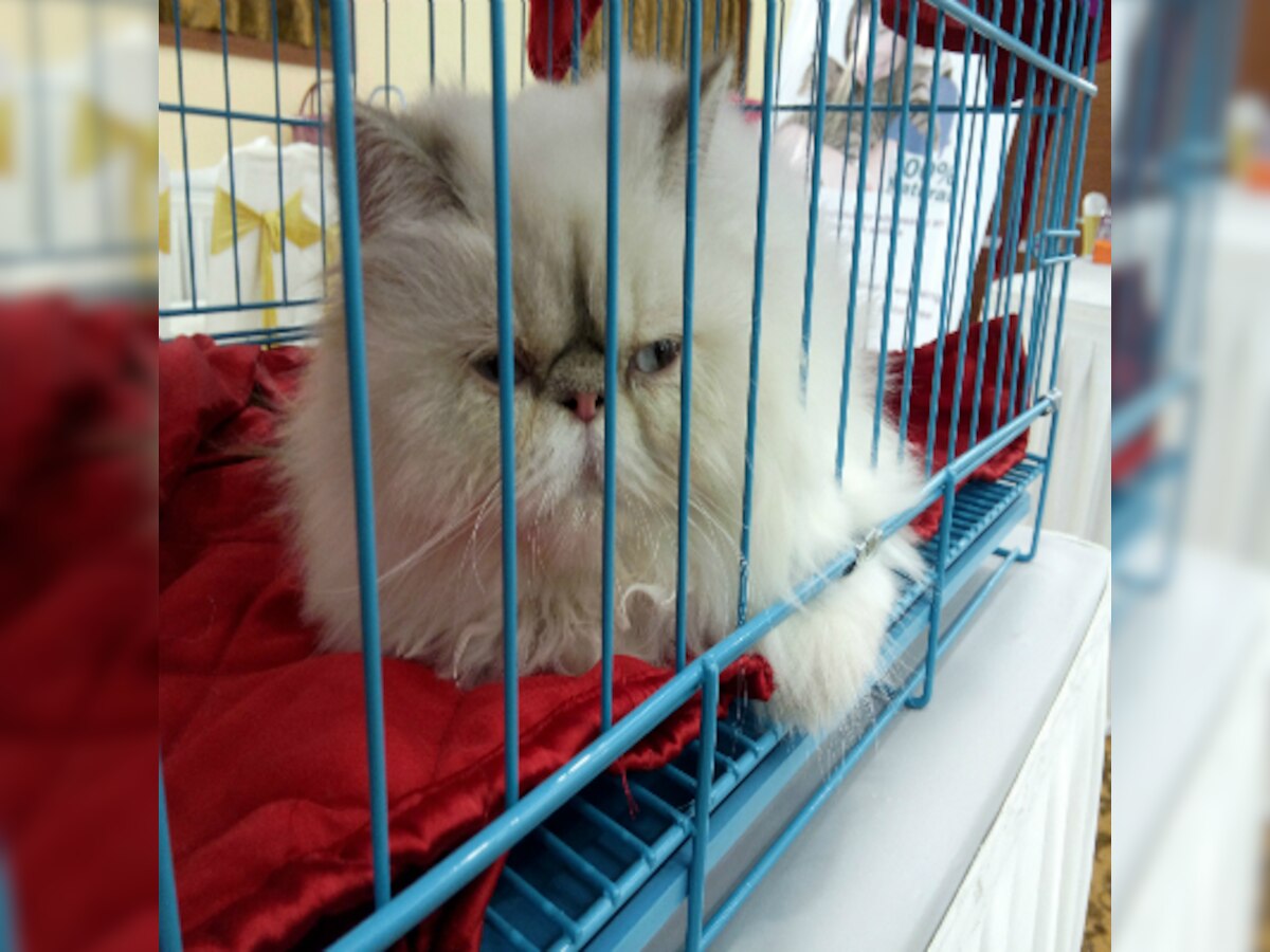 When felines from across the world gathered at Whiskas International Cat Show in Mumbai