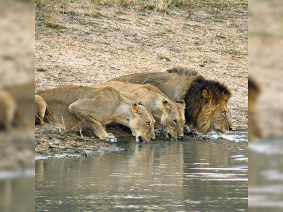 Global wildlife populations down by 50% since 1970, according to World Wildlife Fund