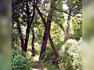 Earth lost 50 % of wildlife populations in 4 decades: Report