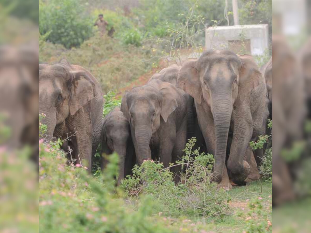 Environment ministry favours electronic surveillance along railway routes to prevent train-elephant collisions