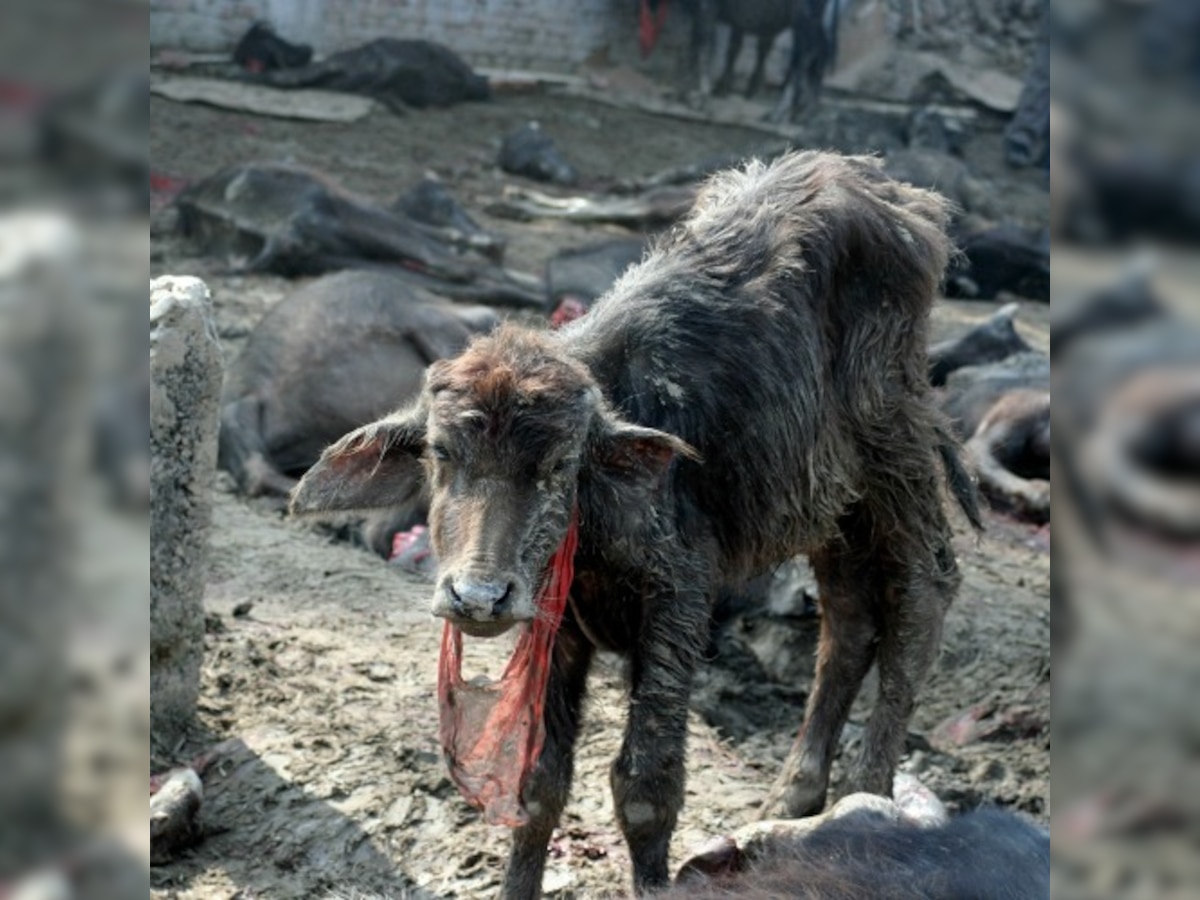 Ahead of Nepal's Gadhimai festival, India's Supreme Court issues notice to curb illegal transport of 500,000 animals