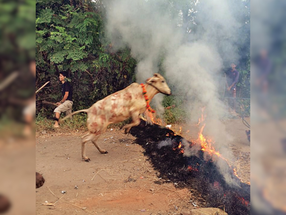 Manor youths celebrate Diwali, make cows jump over fire