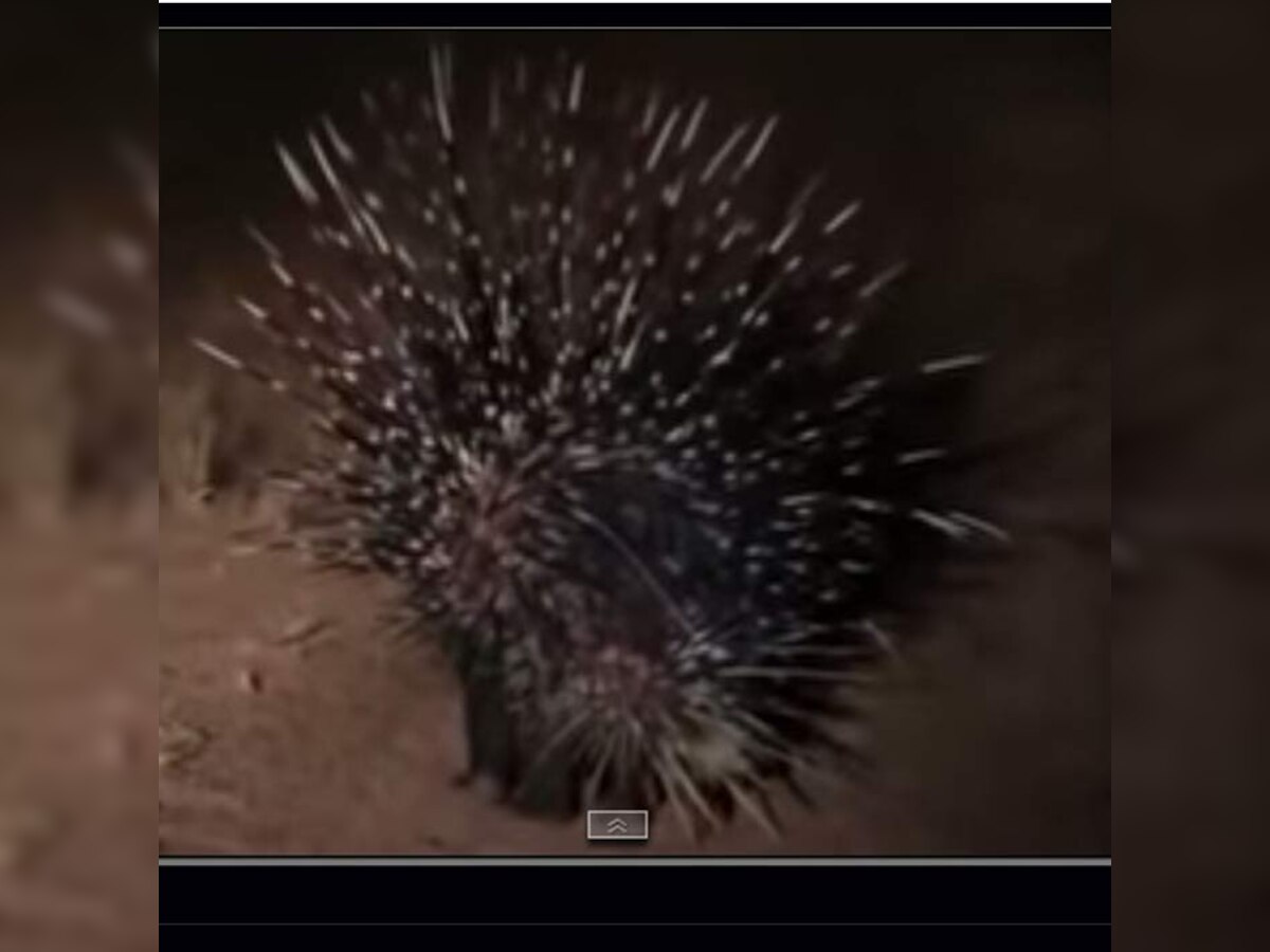 Video Brave porcupine takes on 13 lions, wins the battle(01)