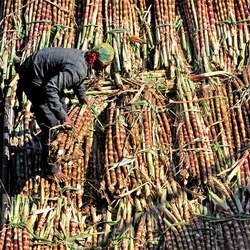 JDU workers demand early release of sugarcane arrears