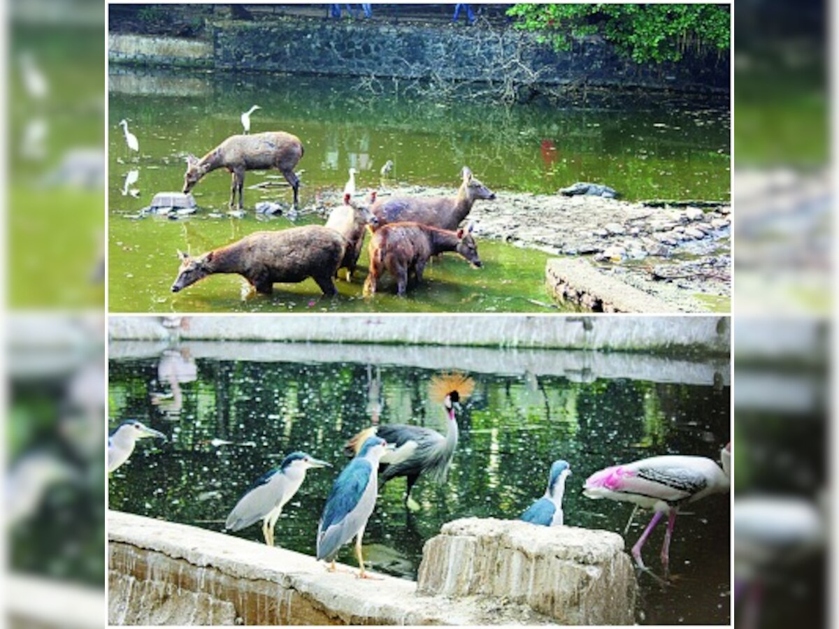 20 staff posts vacant, 2 vets for 471 animals at Byculla Zoo