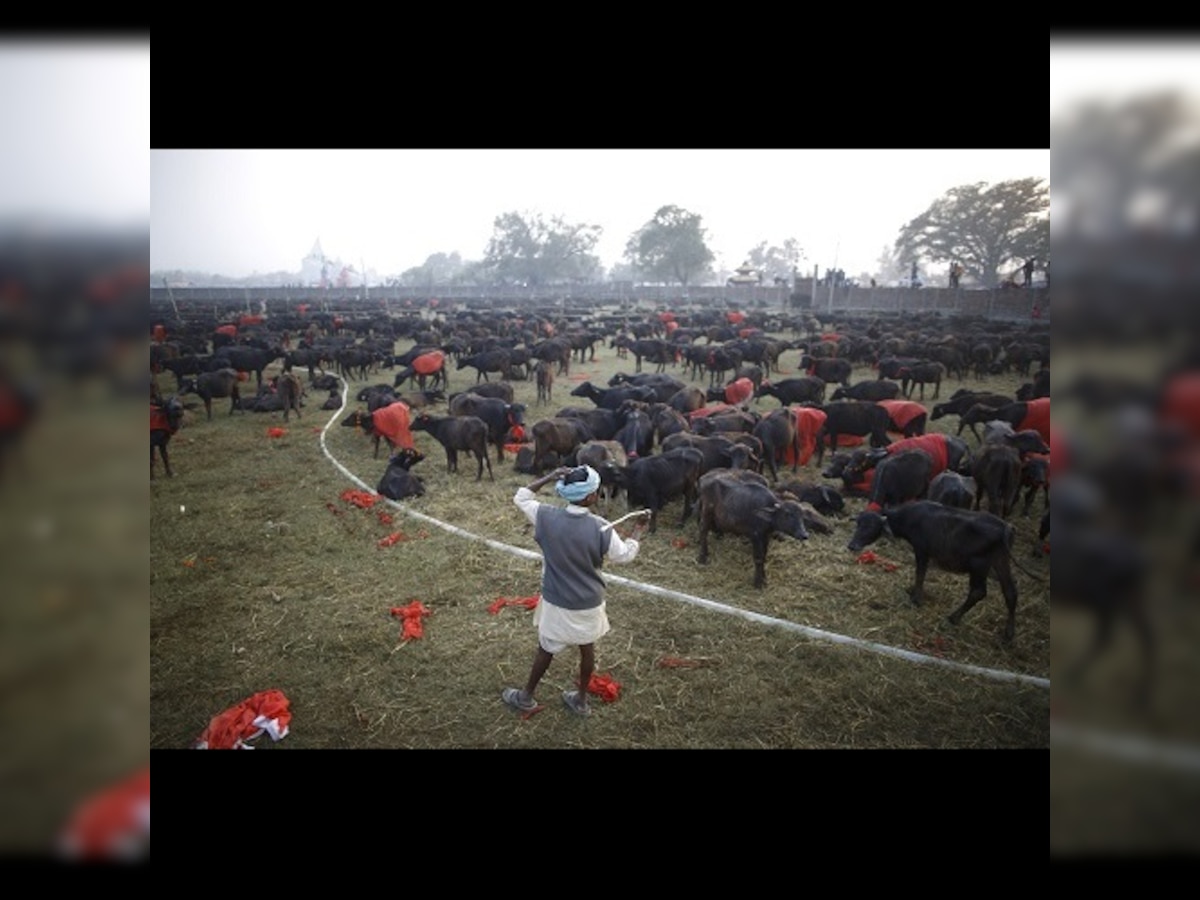 Nepal's Gadhimai festival: Hindu devotees sacrifice thousands of animals in ritual