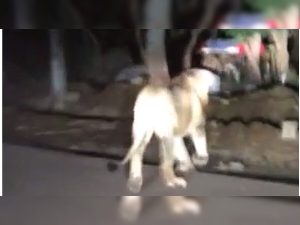 Motorist captures lion in camera on Ghodbunder road