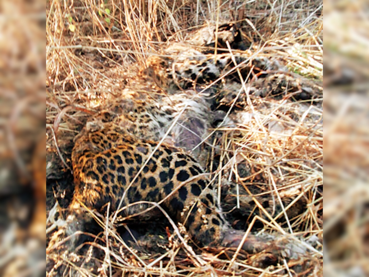 Leopard cub, mother found dead at Vangaon