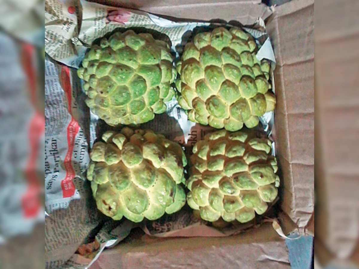 Bite into a golden custard apple; no seed will bother you!