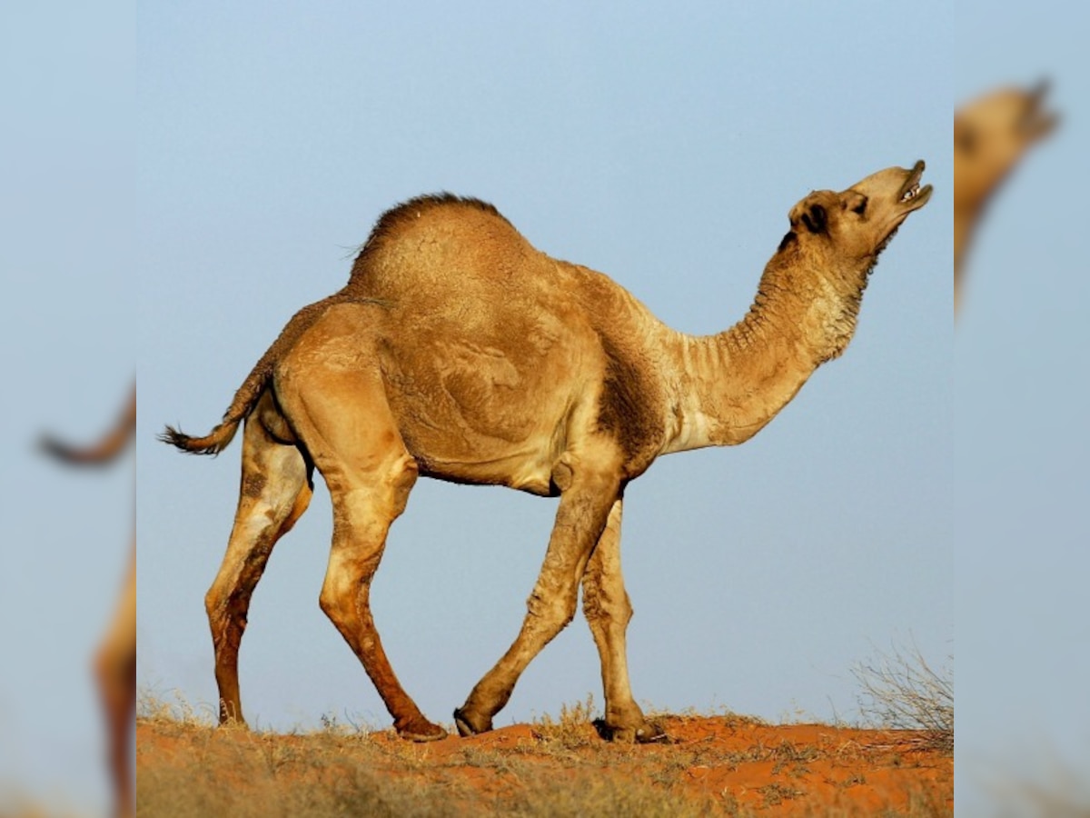 Man dies of camel bite in Bapunagar