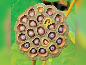 10 superfoods of 2015