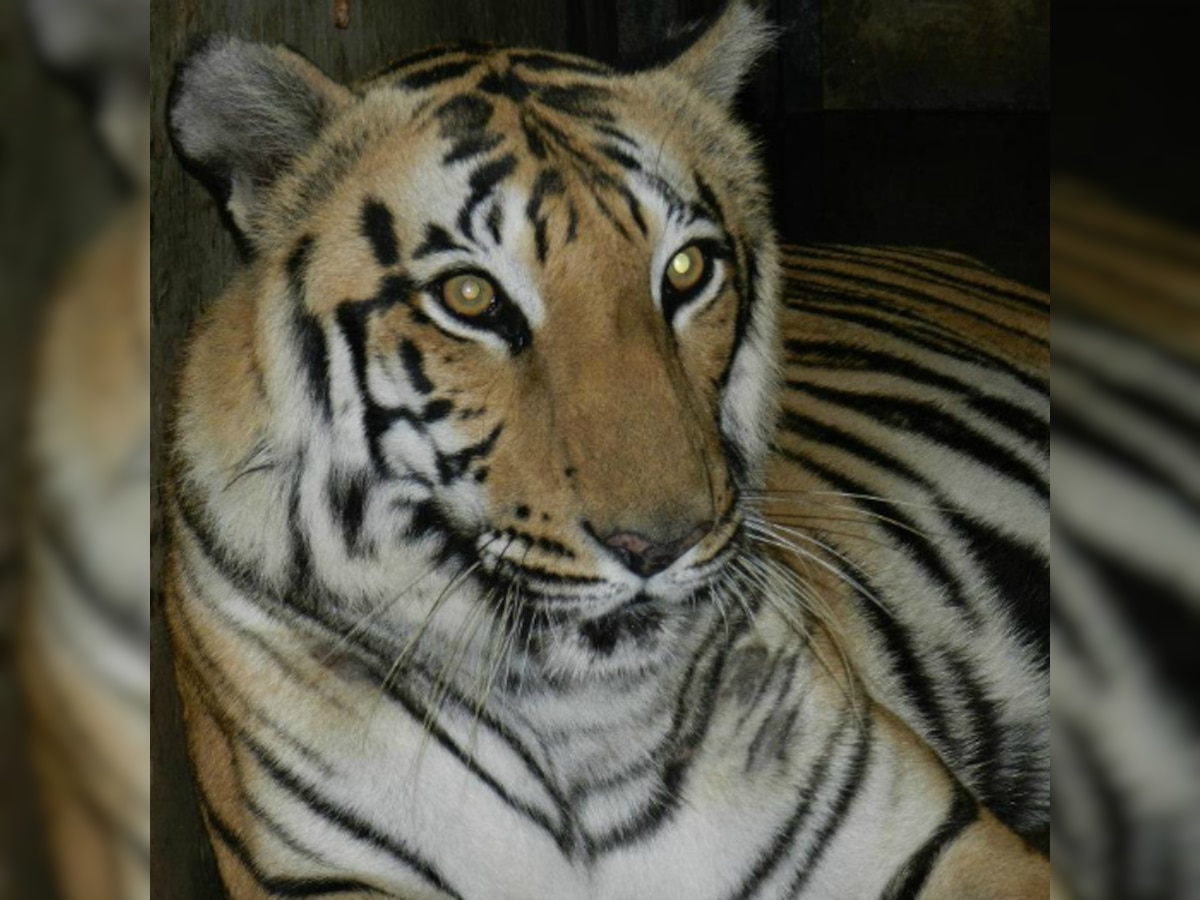 Mumbai: 4 year old tigress dies, vets suspect leukemia 