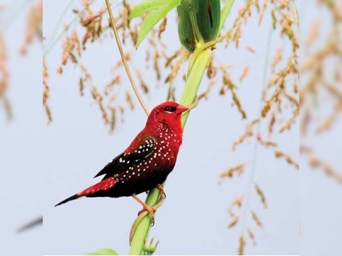 Bandipora seizes gun licences to fight bird poaching