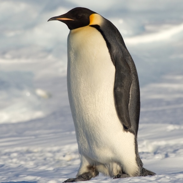 New study shows how emperor penguin's survived last Ice Age