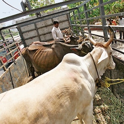 Is Maharashtra government armed to implement cow slaughter ban?
