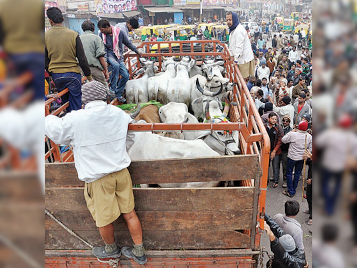 Maharashtra bans cow slaughter; 5 years jail for possession or sale of beef 