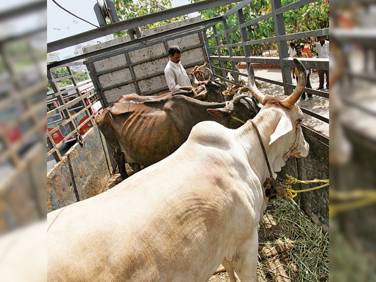 'Maharashtra's beef ban is not merely communal, it is theocratic' : Kancha Ilaiah