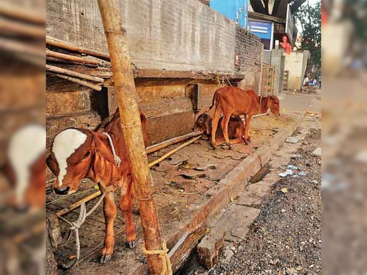 Haryana's cow slaughter bill may have provision for 10 years imprisonment