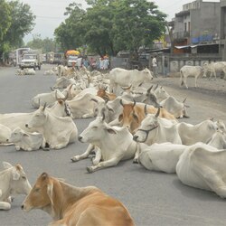 BJP supports law against cattle slaughter in all states