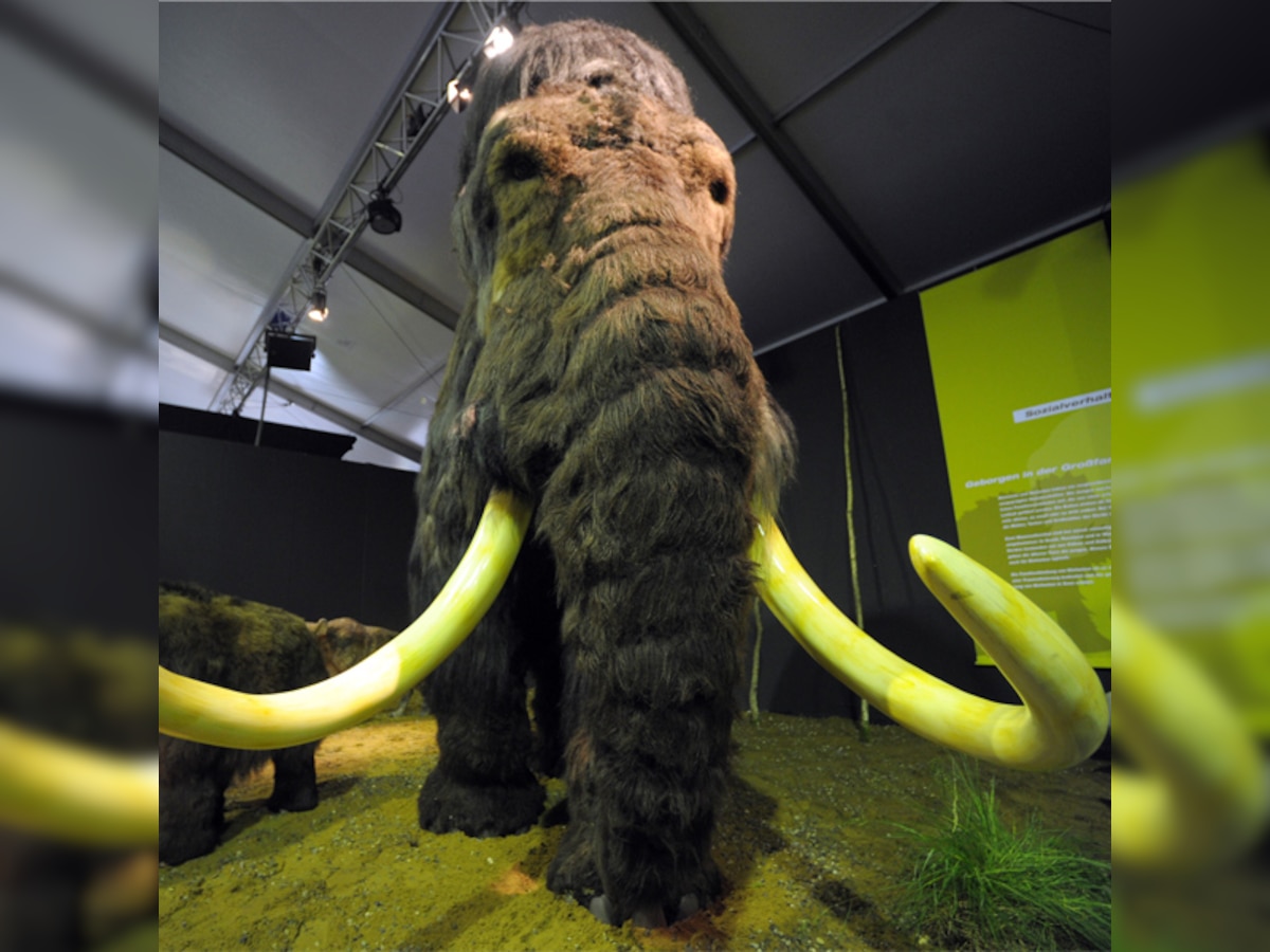 Scientists get closer to recreating DNA of woolly mammoth