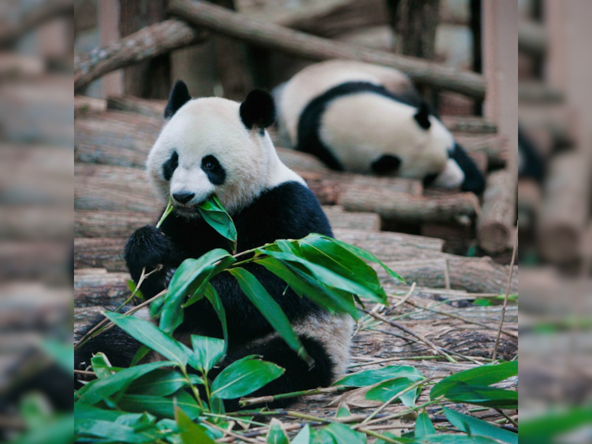 8-minute video of mating Pandas may inspire others to boost fertility rates