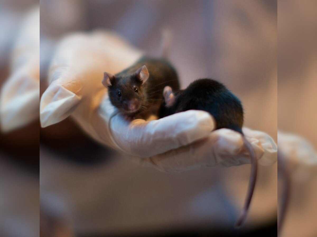 Scientists regenerate heart cells in mice