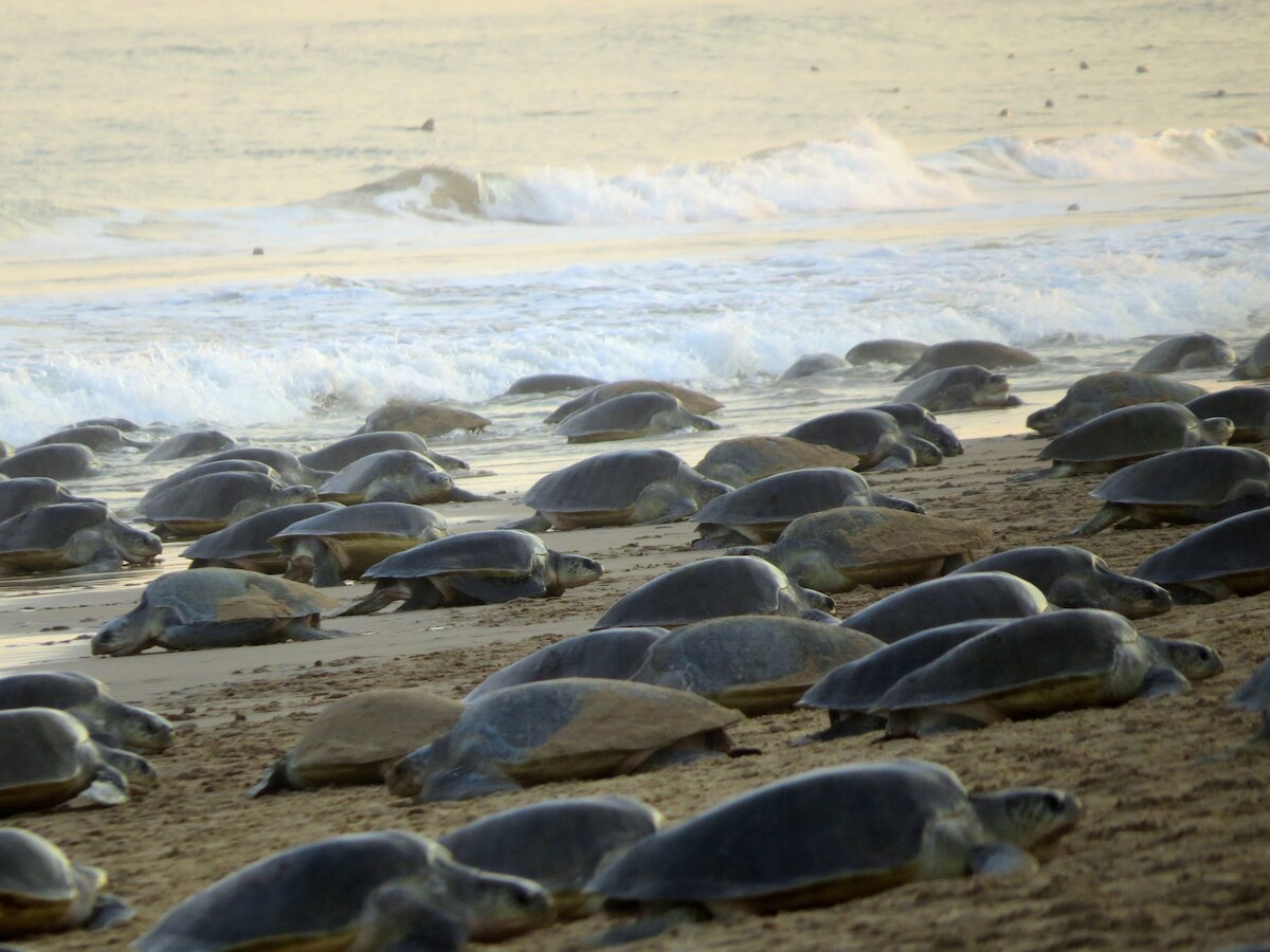 March and April 2014: Mass turtle nesting spots to travel to in India