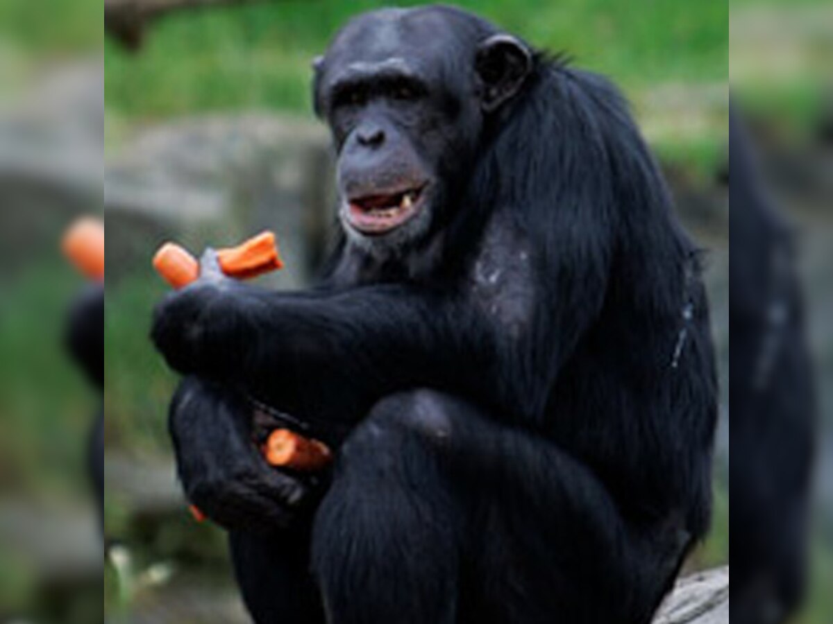 New York judge to consider claims that chimpanzees are 'legal persons'