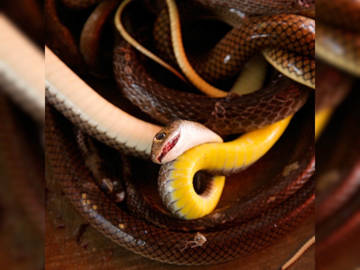 Snake bitten boy carries reptile to hospital