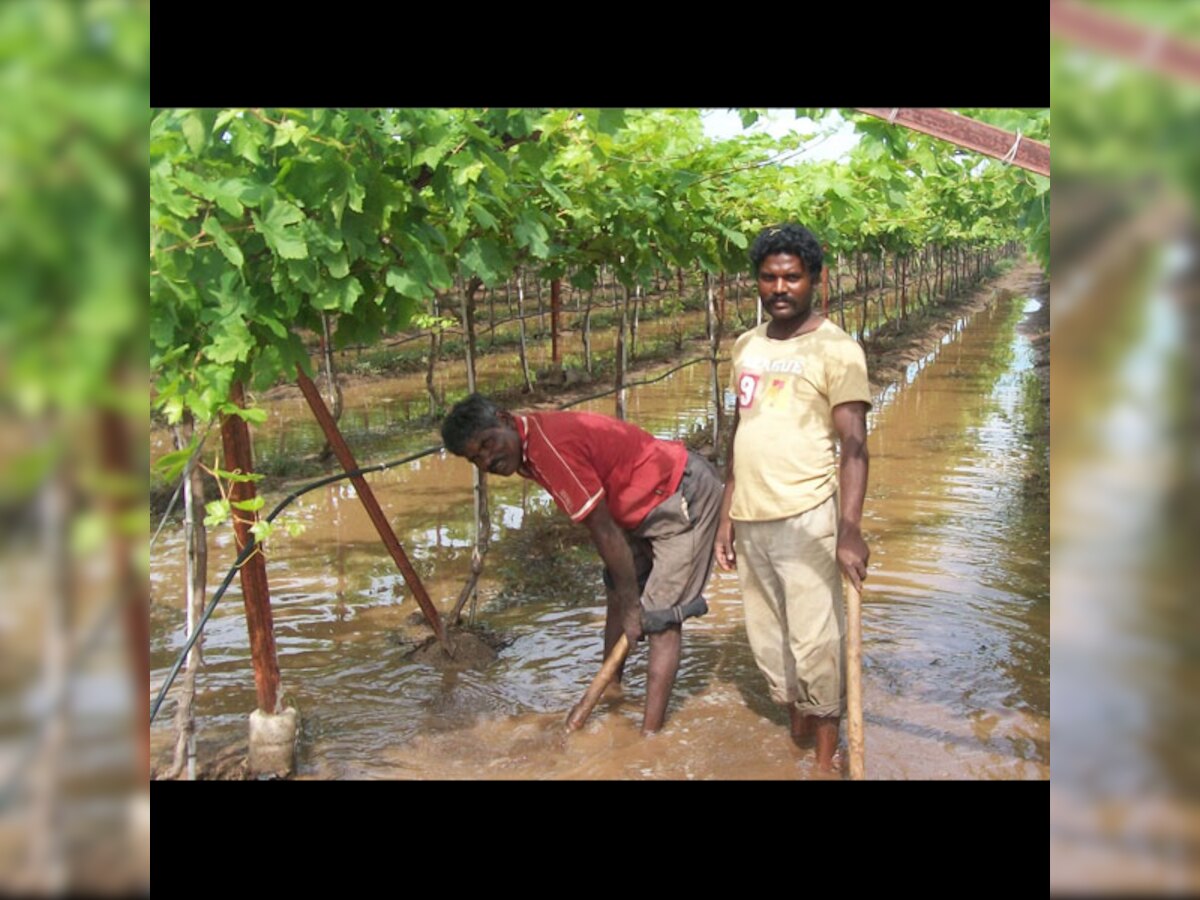 Once well-off, grape farmers now face an uphill task