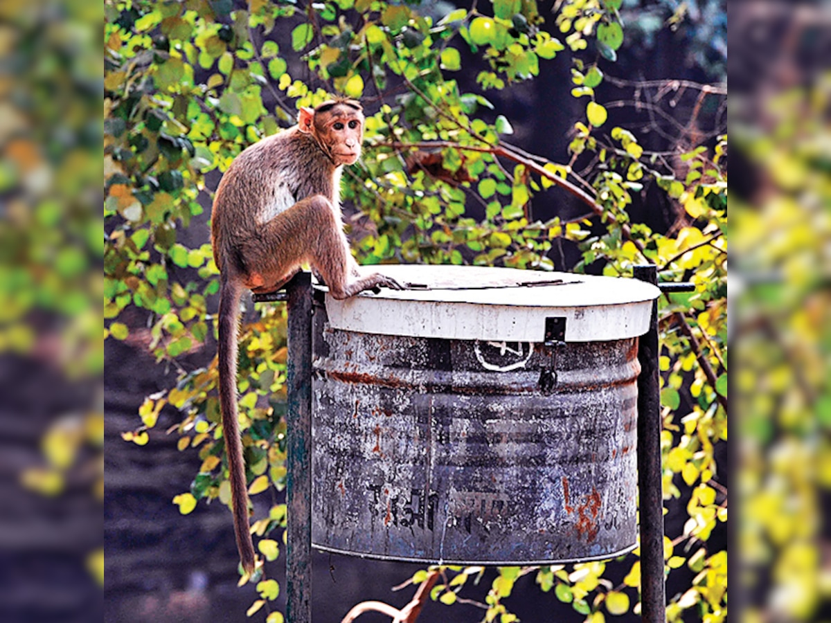 Monkey menace gives Mumbaikars sleepless nights