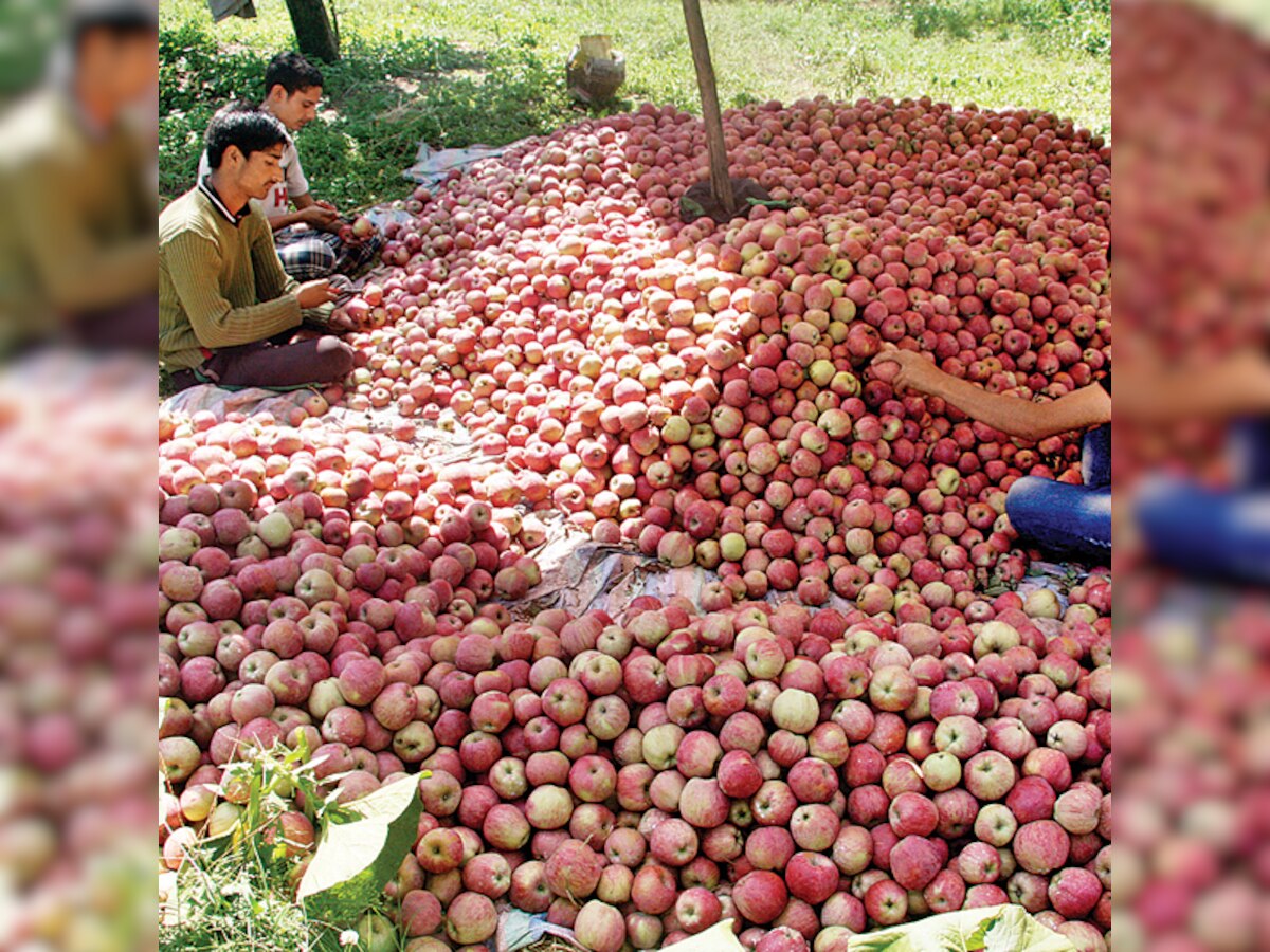 Sweet apples leaves a bitter taste for farmers in Kashmir