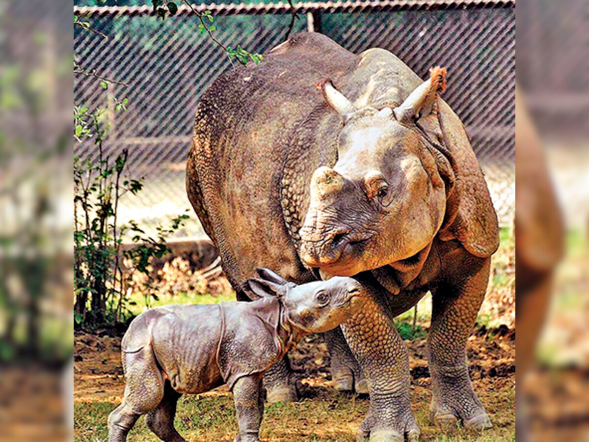 Lack of manpower threatening rhino protection in Kaziranga: CAG