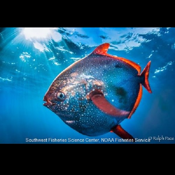 Oah Fish Meet Opah, world's very first 'warm-blooded' fish