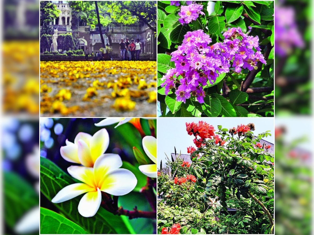 Here's what is making Mumbai colourful in summer