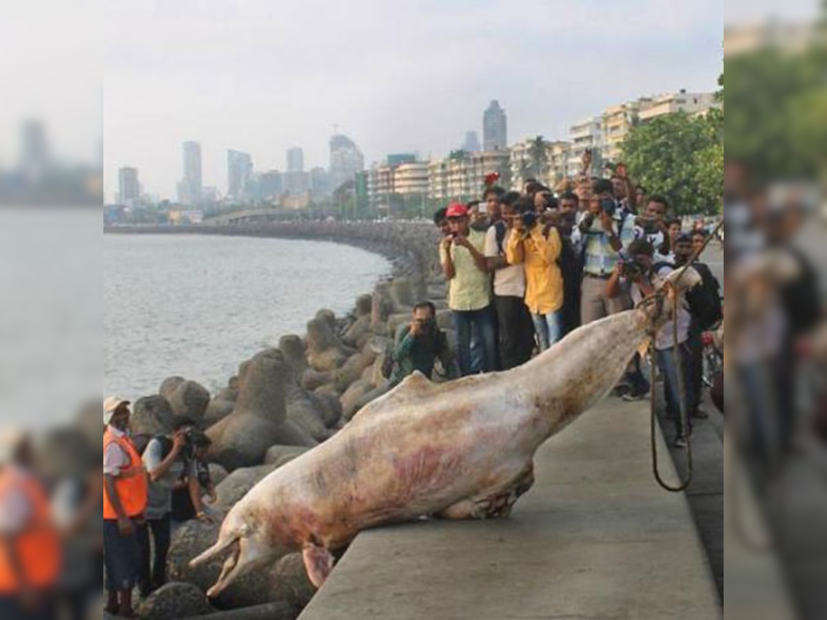 10 dolphins surface dead on Mumbai beaches, no one tells Environment Minister